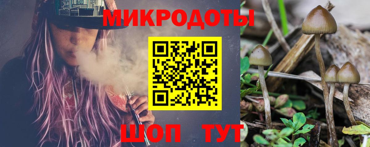 Галлюциногенные грибы Psilocybe Кингисепп